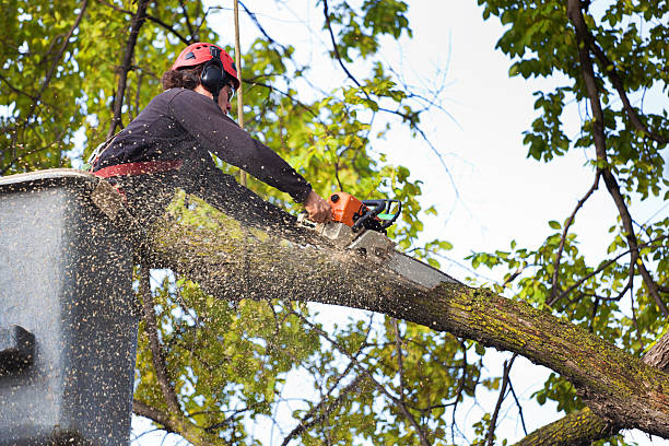 How Our Tree Care Process Works  in  La Monte, MO